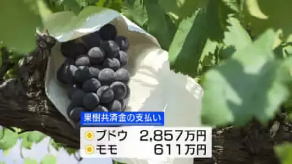 ブドウ・モモの共済金支払いが過去１０年で最少　台風の被害少なく