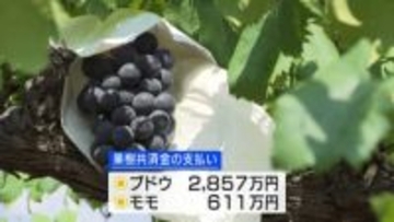 ブドウ・モモの共済金支払いが過去１０年で最少　台風の被害少なく
