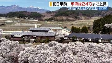 「夏日」手前 甲府は24℃まで上昇 北杜市では1週間早くサクラ満開 山梨