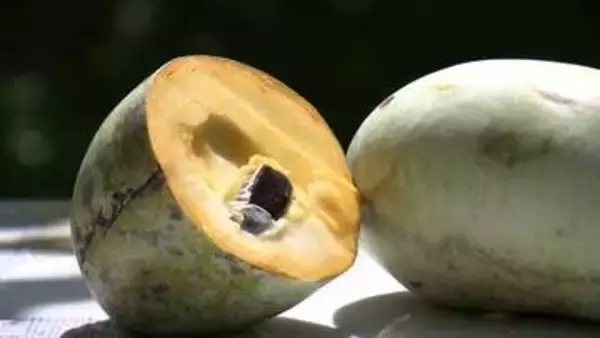 “幻の果物”が収穫期 「山梨にもってこいのフルーツだ」 北米原産・ピーターソンポポー 山梨