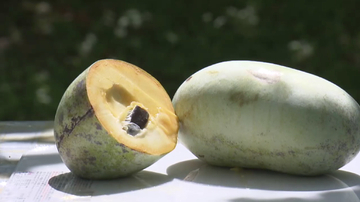 “幻の果物”が収穫期 「山梨にもってこいのフルーツだ」 北米原産・ピーターソンポポー 山梨