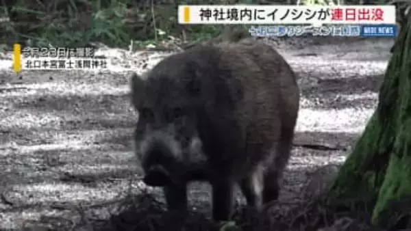 富士山世界遺産の神社でイノシシ出没相次ぐ 七五三シーズンに困惑 北口本宮冨士浅間神社 山梨