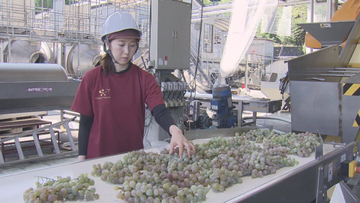 ワインの産地・勝沼で新酒ワインの仕込み始まる 暑さで生育早まり1週間前倒し 山梨