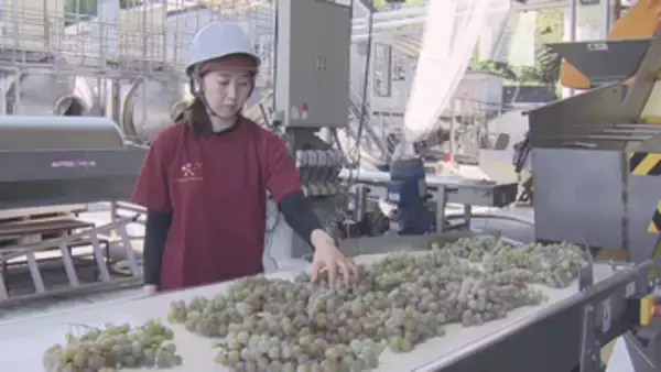 ワインの産地・勝沼で新酒ワインの仕込み始まる 暑さで生育早まり1週間前倒し 山梨