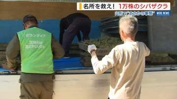 「何か協力したいと」富士山麓のシバザクラ1万株 寄贈除草剤の誤散布で枯れた山形に 山梨