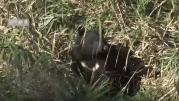 クマにGPS装着 県が初の生態調査へ 専門人材の募集も開始 県内では2月にも目撃情報 山梨