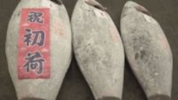 5億じゃないけど… 甲府市地方卸売市場で初競り マグロは1kg1300～4000円で落札 山梨