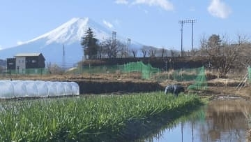 「作業は気合を入れて」 水ネギの収穫が最盛期 富士山の伏流水をかけ流して栽培 山梨・富士吉田市