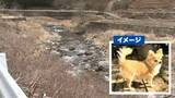 「チワワを川に投げて死なせる 飼い主「殺人と同じ…到底許せない」 男が盗んだ車から投げ捨て 山梨」の画像1