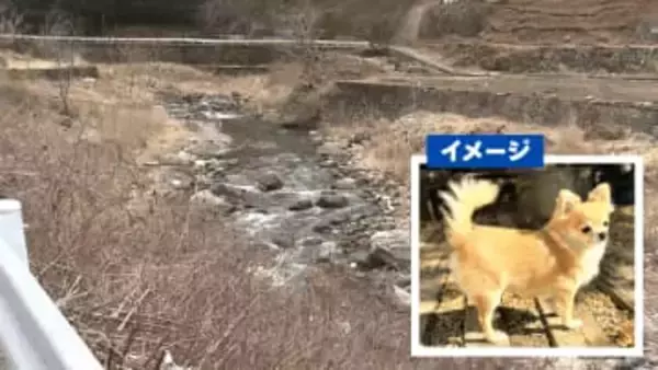 チワワを川に投げて死なせる 飼い主「殺人と同じ…到底許せない」 男が盗んだ車から投げ捨て 山梨