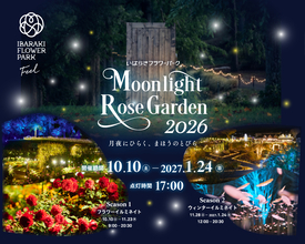 いばらきフラワーパーク、秋バラ800品種とマリーゴールド2万輪が輝く「Moonlight Rose Garden2026」が10月10日より開催！