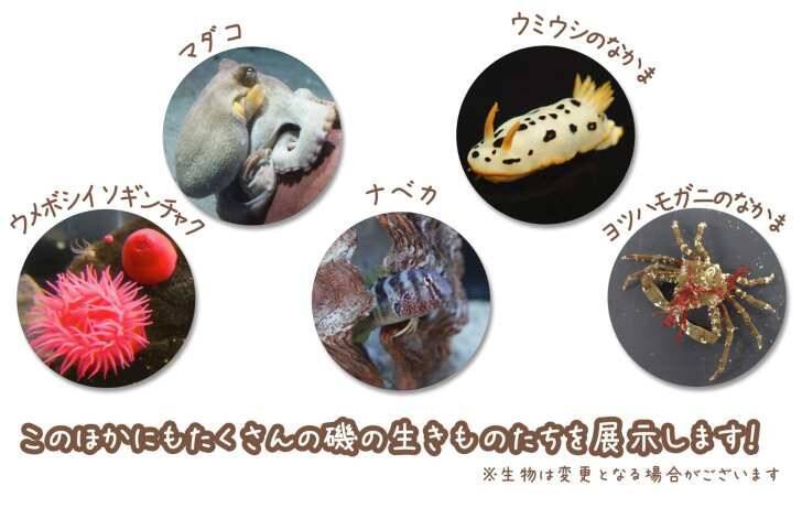 「すみっコぐらし」×「アクアワールド茨城県大洗水族館」コラボイベントが7月17日より開催！