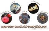「「すみっコぐらし」×「アクアワールド茨城県大洗水族館」コラボイベントが7月17日より開催！」の画像3