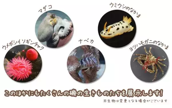 「「すみっコぐらし」×「アクアワールド茨城県大洗水族館」コラボイベントが7月17日より開催！」の画像