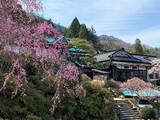「箱根小涌園ユネッサン、桜テーマの春の訪れを感じるイベント「お花見温泉2026」が開催スタート！」の画像7
