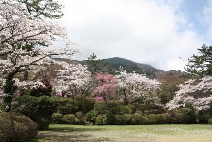 箱根小涌園ユネッサン、桜テーマの春の訪れを感じるイベント「お花見温泉2026」が開催スタート！