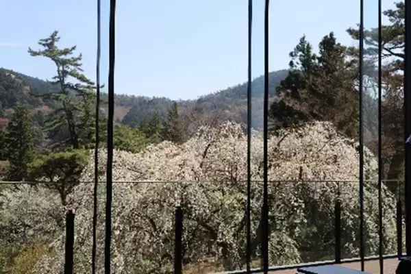 「箱根小涌園ユネッサン、桜テーマの春の訪れを感じるイベント「お花見温泉2026」が開催スタート！」の画像
