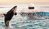 「鴨川シーワールド、閉館後の特別なシャチパフォーマンス「Special Night with Orca」開催決定！」の画像1