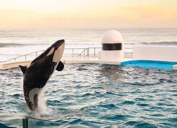 鴨川シーワールド、閉館後の特別なシャチパフォーマンス「Special Night with Orca」開催決定！