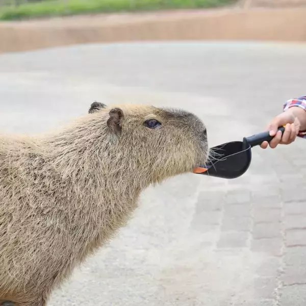 「マザー牧場、秋の行楽シーズンにぴったり！動物ふれあい＆期間限定グルメも楽しめる秋限定イベントが10月1日より開催」の画像