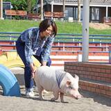 「マザー牧場、秋の行楽シーズンにぴったり！動物ふれあい＆期間限定グルメも楽しめる秋限定イベントが10月1日より開催」の画像5