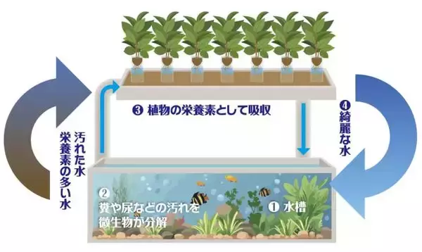 「西武園ゆうえんち、初の水族館特別展「ノスタルジック水族館」12月5日より開催！横浜・八景島シーパラダイスがプロデュース」の画像