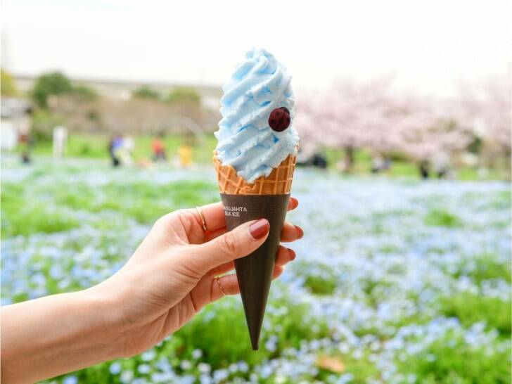 足立区・舎人公園、ネモフィラブルーと幻想的な光の演出が楽しめる「花と光のムーブメント 舎人公園～ネモフィラと百花の花景色～」4月10日より開催！