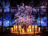 「東京タワー×ネイキッド、満開の桜と春の夜景が織りなすマッピングショーイベントが2月28日より開催！」の画像1