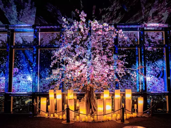 東京タワー×ネイキッド、満開の桜と春の夜景が織りなすマッピングショーイベントが2月28日より開催！