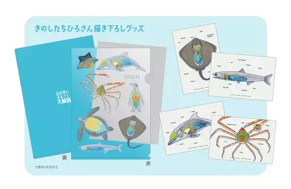 「新江ノ島水族館、「えのすいまるごと大解剖展」7月3日より開催！スタンプラリー開催や限定グッズも登場」の画像