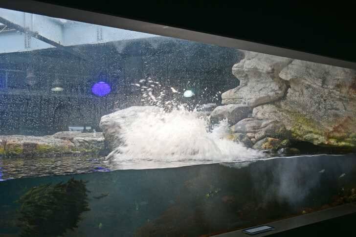 新江ノ島水族館、「えのすいまるごと大解剖展」7月3日より開催！スタンプラリー開催や限定グッズも登場
