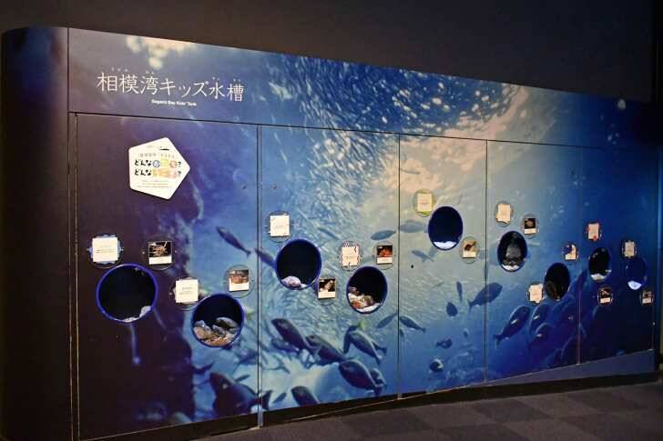 新江ノ島水族館、「えのすいまるごと大解剖展」7月3日より開催！スタンプラリー開催や限定グッズも登場