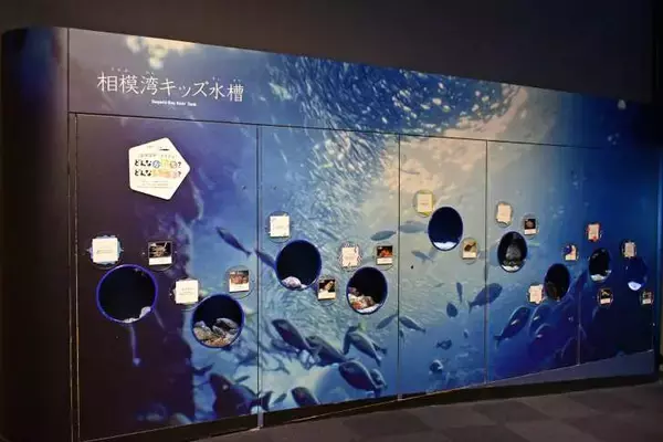 「新江ノ島水族館、「えのすいまるごと大解剖展」7月3日より開催！スタンプラリー開催や限定グッズも登場」の画像