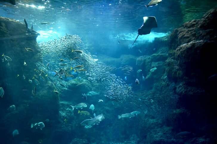 新江ノ島水族館、「えのすいまるごと大解剖展」7月3日より開催！スタンプラリー開催や限定グッズも登場
