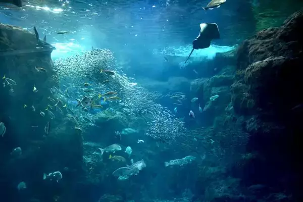 「新江ノ島水族館、「えのすいまるごと大解剖展」7月3日より開催！スタンプラリー開催や限定グッズも登場」の画像