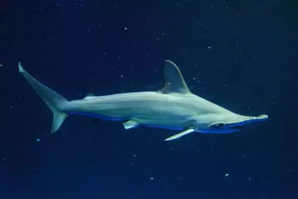 「新江ノ島水族館、「えのすいまるごと大解剖展」7月3日より開催！スタンプラリー開催や限定グッズも登場」の画像