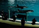 「鴨川シーワールド、閉館後の水族館を満喫できる2つのイベント「水族館探検プラン」＆「ナイトアドベンチャー」7月13日より開催！」の画像4