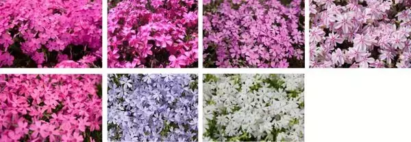 「富士本栖湖リゾート、春の絶景「富士芝桜まつり」4月13日より開催！「ピーターラビット™ イングリッシュガーデン」も営業開始」の画像