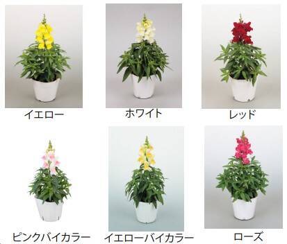 富士急ハイランド「リサとガスパール タウン」で春のフラワーイベント「FLOWER FESTA」5月24日より開催！