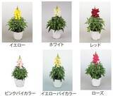 「富士急ハイランド「リサとガスパール タウン」で春のフラワーイベント「FLOWER FESTA」5月24日より開催！」の画像2
