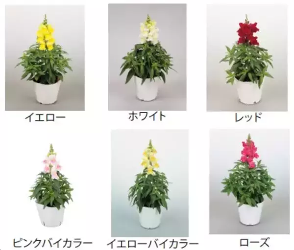 「富士急ハイランド「リサとガスパール タウン」で春のフラワーイベント「FLOWER FESTA」5月24日より開催！」の画像