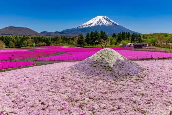 「富士本栖湖リゾート、約50万株の芝桜が咲き誇る春の風物詩「富士芝桜まつり」4月11日より開催！」の画像