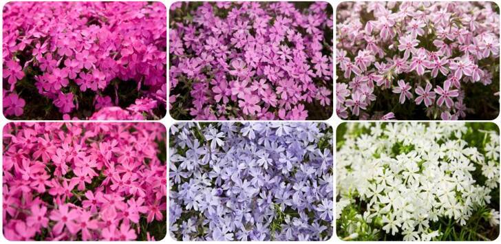 富士本栖湖リゾート、約50万株の芝桜が咲き誇る春の風物詩「富士芝桜まつり」4月11日より開催！
