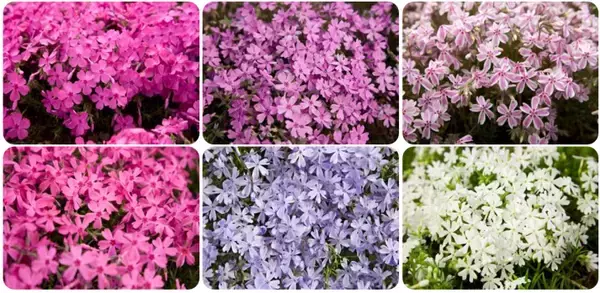 「富士本栖湖リゾート、約50万株の芝桜が咲き誇る春の風物詩「富士芝桜まつり」4月11日より開催！」の画像