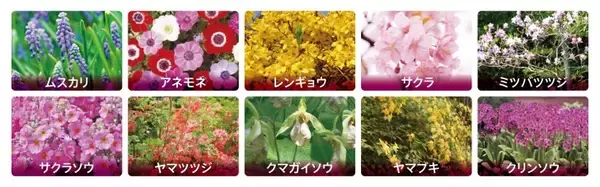 「富士本栖湖リゾート、約50万株の芝桜が咲き誇る春の風物詩「富士芝桜まつり」4月11日より開催！」の画像