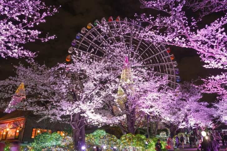 よみうりランド、桜のライトアップと宝石色のイルミが輝く「夜桜ジュエルミネーション」3月20日より開催！