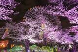 「よみうりランド、桜のライトアップと宝石色のイルミが輝く「夜桜ジュエルミネーション」3月20日より開催！」の画像2
