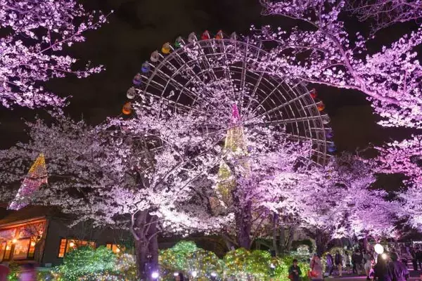 「よみうりランド、桜のライトアップと宝石色のイルミが輝く「夜桜ジュエルミネーション」3月20日より開催！」の画像