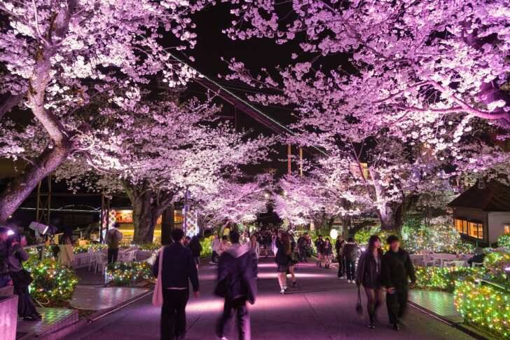 よみうりランド、桜のライトアップと宝石色のイルミが輝く「夜桜ジュエルミネーション」3月20日より開催！