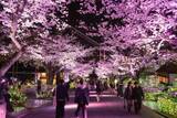 「よみうりランド、桜のライトアップと宝石色のイルミが輝く「夜桜ジュエルミネーション」3月20日より開催！」の画像3